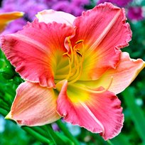 Лилейник Финал Тач 1шт Семена для Сибири