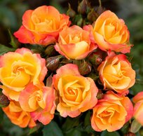 Роза спрей Фиеста Баблс ПОИСК