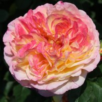 Роза Розоман Жанон шраб ТУБА (БТ)