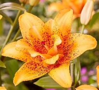 Лилии Дабл Лав азиат 14/16 2шт СдС