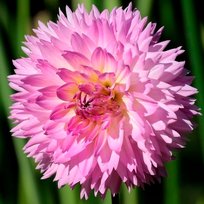 Георгины Фубуки Сакура бахромчатый 1шт СдС