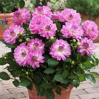 Георгины Битси 1шт СдС