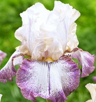 Ирис Лаки Лакет германский 1шт СдС