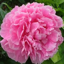 Пион травянистый Александр Флеминг 1шт СдС