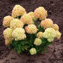 Гортензия метельчатая Коттон Крем (коробка)