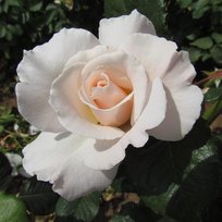 Роза Маргарет Меррилл флорибунда ТУБА (БТ)