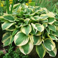 Хоста Уид Брим 1шт СдС