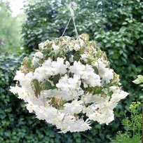 Бегонии Иллюминейшн белая 5/6 2шт СдС