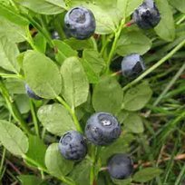 Черника обыкновенная Поиск