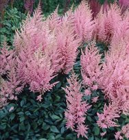 Астильба Эрика 1 шт СдС