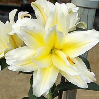 Лилии Розалилия Людвина 12/14 2шт СдС