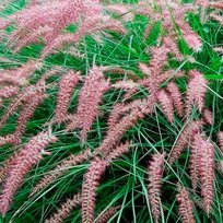 Пеннисетум Фламинго 1шт СдС