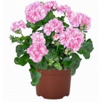 Ч Пеларгония Атлантик Пинк Биколор плющ 1шт