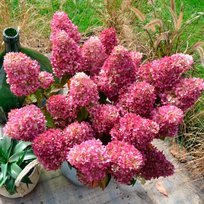 Гортензия метельчатая Гарденлайт Редлайт (коробка)