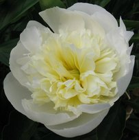 Пион травянистый Дюшес де Немур 1шт СдС