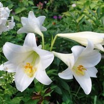 Лилии Уайт Хевен лонгиф 14/16 2шт СдС