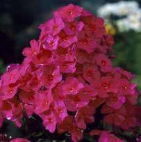 Флоксы Керченфест 1шт СдС