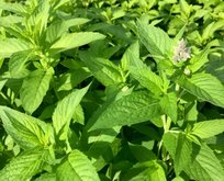 Ч Мята Бергамот 1шт