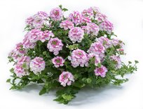 Ч Вербена Ванесса Биколор Пинк 1шт