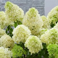 Гортензия метельчатая Скайфолл (коробка)