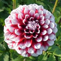 Георгины Чикерс 1шт СдС