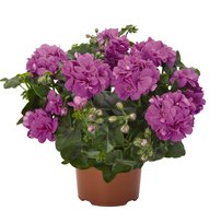 Ч Пеларгония Атлантик Блю плющ 1шт