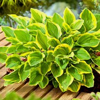 Хоста Голден Тиара 1 шт СдС