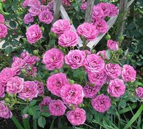 Роза Дамсон флорибунда ТУБА (БТ)